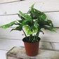 Monstera Swiss Cheese Plant - Live Plant in a 6 Inch Pot - Monstera Adansonii - Beautiful Easy to Grow Air Purifying Indoor Plant