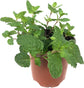 Mojito Mint Plant - Live Plant in a 4 inch Pot - Mentha x Villosa - Indoor Outdoor Edible Herbs for Kitchen Garden