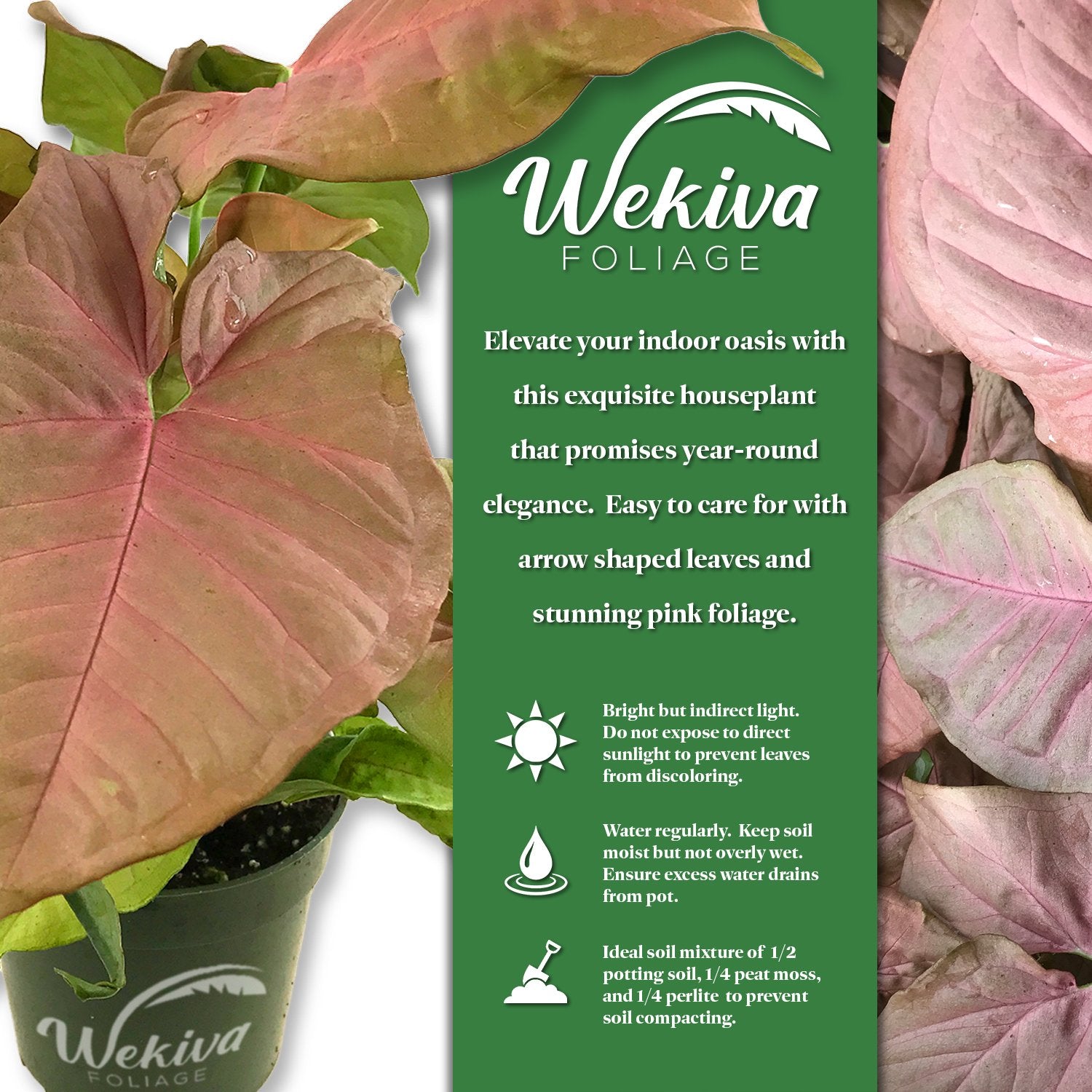 pink foliage indoor plant Wekiva Foliage Syngonium Pink Perfection-Live Plant in a 4 in. Growers Pot-Syngonium Podophyllum 'Pink Perfection'-Stunning Houseplant