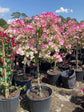 Imperial Thai Delight Bougainvillea Tree - Live Plant in a 10 Inch Grower&