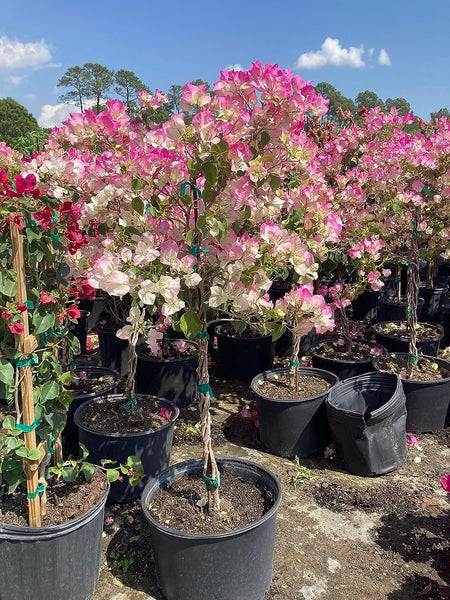 Imperial Thai Delight Bougainvillea Tree