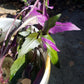 Okinawa Spinach - Live Starter Plants - Gynura Crepioides - Grow Your Own Vegetables and Fruit in The Garden or Patio