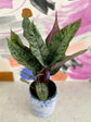 Purple Sword Homalomena - Live Plant in a 6 Inch Nursery Pot - Apoballis Acuminatissima &