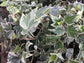 Variegated English Ivy - Live Plants in 3 Inch Pots - Hedera Helix - Beautiful Easy Care Indoor Air Purifying Houseplant Vine