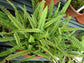 Lemon Button Fern - Live Starter Plants in 2 Inch Pots - Nephrolepis Cordifolia &