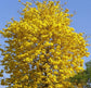 Yellow Tabebuia Trumpet Tree - Live Plants in 4 Inch Pots - Handroanthus Chrysanthus - Beautiful Flowering Tree