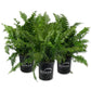 Macho Fern - Live Plants in 6 Inch Pots - Nephrolepsis Biserrta &