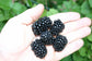Blackberry Plant - Live Plants in 2 Inch Pots - Rubus - Fruit Trees for The Patio and Garden