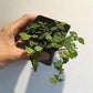 Ficus Tree - Live Starter Plants in 2 Inch Pots - Stunning Easy Care Interior Houseplant