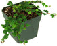 Ficus Tree - Live Starter Plants in 2 Inch Pots - Stunning Easy Care Interior Houseplant