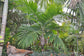 Caledonian Hapala Palm Tree - Live Plant in a 3 Gallon Grower&