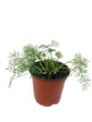 Dill Plant - Live Plants in 4 inch Pot - Indoor Outdoor Edible Herbs for Kitchen Garden