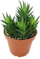 Artisan Grown Haworthia Succulent Collection – 5 Live Haworthia Plants in 4 Inch Pots – Growers Choice - Hand-Picked for Beauty – Perfect Plant Assortment for Indoors or Outdoors