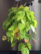 Philodendron Lemon Lime - Live Plant in a 4 Inch Growers Pot - Philodendron Hederaceum Lemon Lime - Strikingly Beautiful Indoor Air Purifying Houseplant