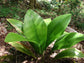 Joey Palm - Live Plant in a 1 Gallon Pot - Johannesteijsmannia Altifrons - Extremely Rare Ornamental Palms of Florida