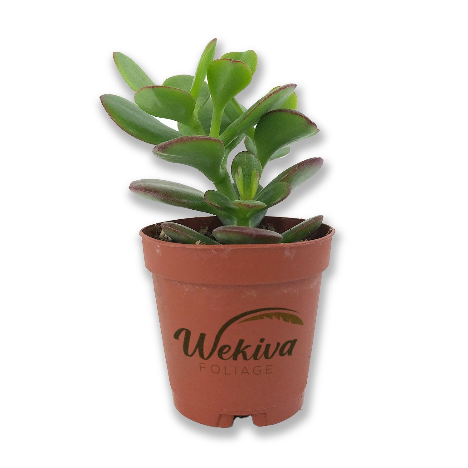 plant jade leaf Mini Leaf Jade Plant - Live Starter Plants in 2 Inch Pots - Portulacaria Afra