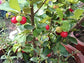 Barbados Cherry Tree - Live Tree in a 3 Gallon Pot - Edible Fruit Bearing Tree for The Patio and Garden