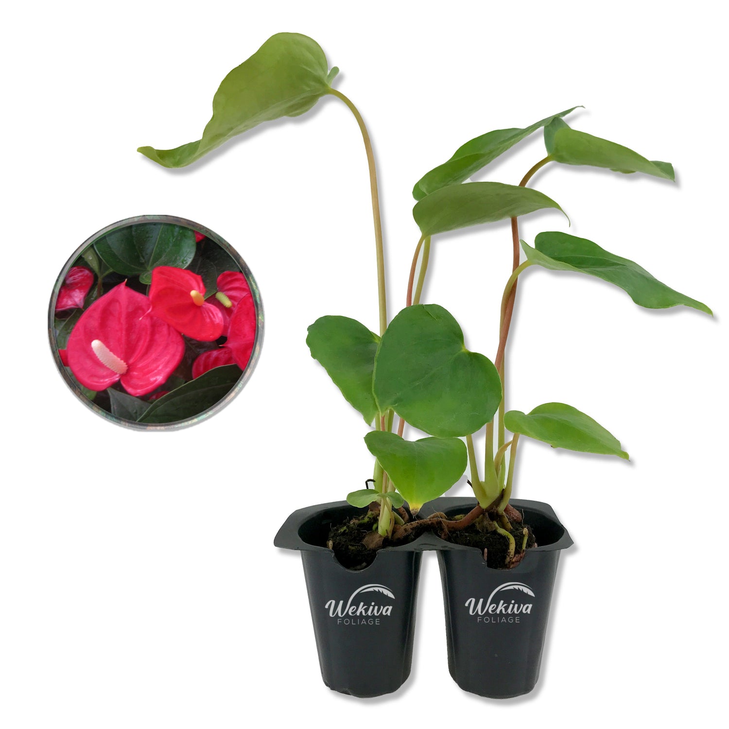 anthurium red sensation Red Sensation Anthurium - Live Starter Plants in 2 Inch Pots