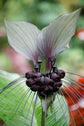 White Bat Flower - Live Plant in a 4 Inch Pot - Not in Bloom When Shipped - Tacca Integrifolia - Extremely Rare and Exotic Flowering Plant