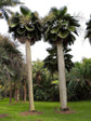 Bailey Copernicia Palm - Live Plants in 4 Inch Pots - Young Starter Plant - Copernicia Baileyana - Extremely Rare Ornamental Palms of Florida