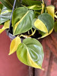 Philodendron - Live Plants in 6 Inch Pots - Rare and Elegant Indoor Houseplant