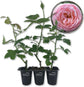 Josephine Land Rose Bush - Live Starter Plant in a 2 Inch Pot - Beautifully Fragrant Heirloom Rose from Florida - A Versatile Beauty with a Rich Fragrance
