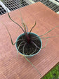 Alocasia - 4 Live Starter Plants in 2 Inch Pots - Alocasia - Florist Quality Air Purifying Indoor Plant - Nature&