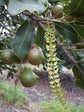 Beaumont Macadamia Nut Tree - Live Plants in 1 Gallon Pots - Macadamia Integrifolia - Edible Nut Tree for Gardens