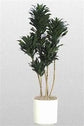 Dracaena Janet Craig Compacta Cane - Live Plant in a 10 Inch Pot - Dracaena Deremensis &