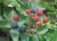 Blackberry Plant - Live Plants in 2 Inch Pots - Rubus - Fruit Trees for The Patio and Garden