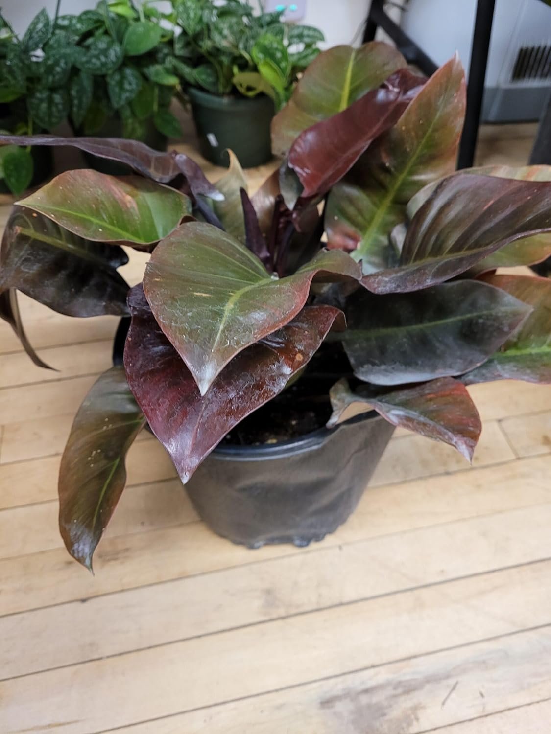 philodendron black cardinal twist Black Cardinal Philodendron - Live Plant in a 4 Inch Pot - Philodendron Erubescens - Extremely Rare and Beautiful Indoor Houseplant