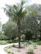 Mule Palm - Live Plant in a 3 Gallon Growers Pot - Xbutiagrus Nabonnandii - Rare Ornamental Palms of Florida