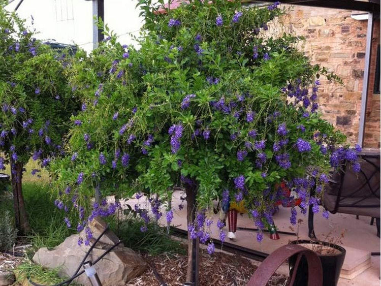 duranta plant in pot Sapphire Showers Duranta - Live Plant in a 10 Inch Pot