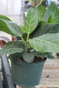 Fiddle Leaf Fig - Live Plant in a 6 Inch Pot - Ficus Lyrata - Beautiful Easy to Grow Air Purifying Indoor Plant