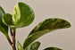 Peperomia Marble - Live Plant in a 4 Inch Pot - Peperomia Obtusifolia &