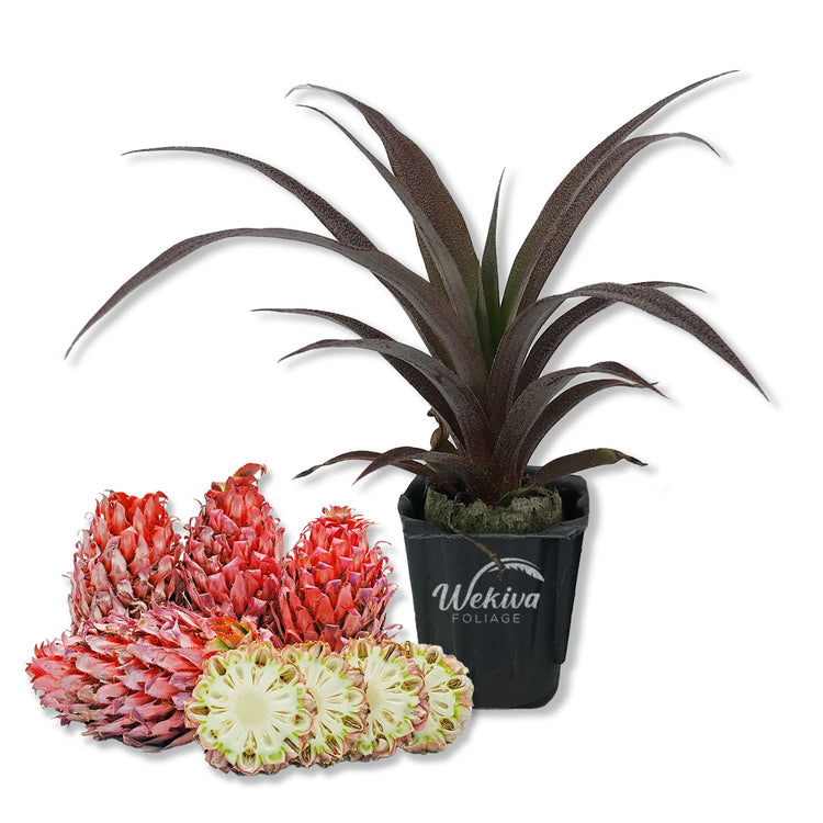 pineapple plant edible Cathy Ornamental Pineapple Plant - Live Starter Plants in 2 Inch Pots - Ananas Comosus