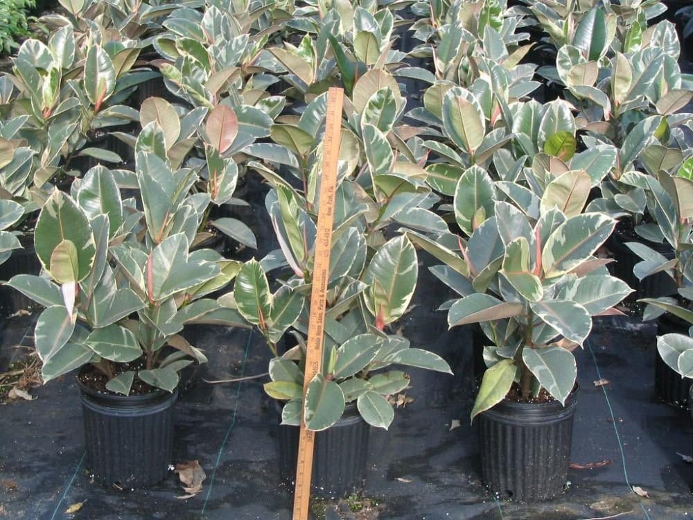 10 Inch Ficus Ruby Ruby Ficus Rubber Plant - Live Plant in an 10 Inch Growers Pot - Ficus ...