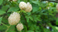 Blackberry Plant - Live Plants in 2 Inch Pots - Rubus - Fruit Trees for The Patio and Garden
