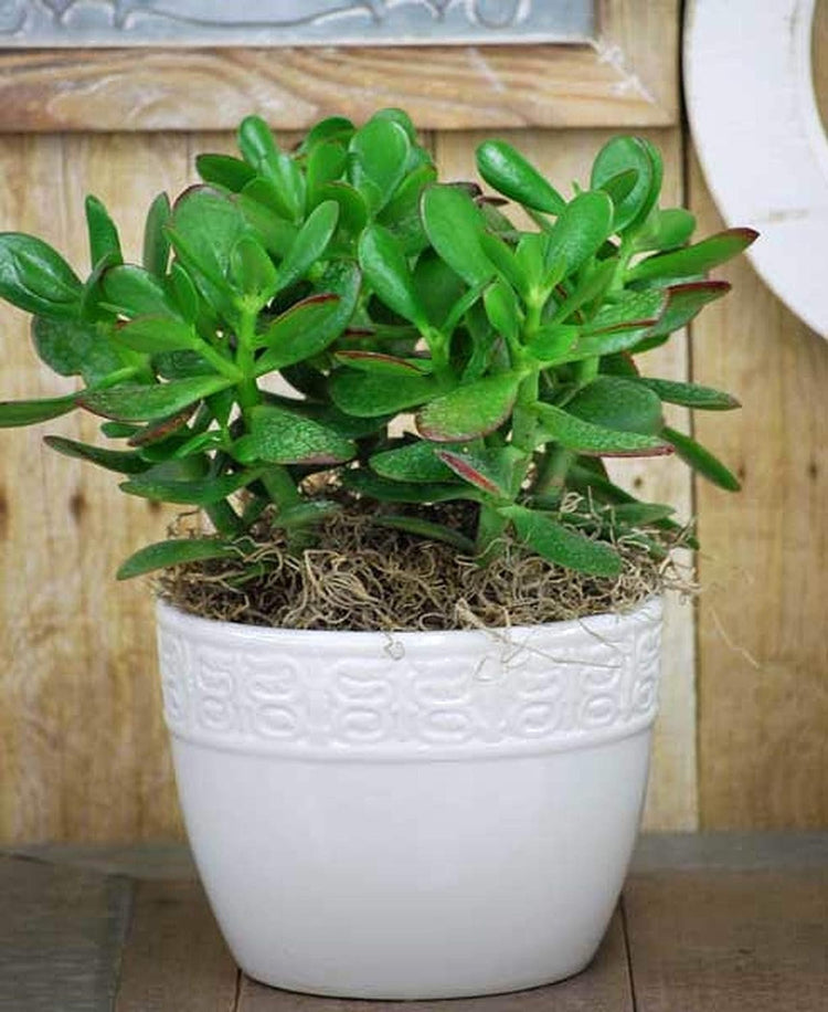 beautiful jade plant Jade Plant - Live Plants in 6 Inch Pots - Crassula Ovata