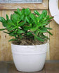Jade Plant - Live Plants in 6 Inch Pots - Crassula Ovata - Beautiful and Unique Cactus Succulent