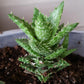 Zanzibar Aloe - Tiger Tooth Aloe - Live Plants in 4 Inch Pots - Aloe Juvenna - Easy Care Indoor Outdoor Ornamental Succulent