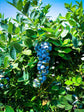 Emerald Blueberry Plant - Live Starter Plants - Vaccinium - Edible Fruit Bearing Tree for The Patio and Garden
