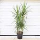 Dracaena Marginata Cane - Live Plant in a 10 Inch Pot - Dracaena Marginata - Easy Care Low Maintenance Indoor Air Cleaning Plant