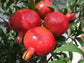 Pomegranate Tree - Live Starter Plants in 2 Inch Growers Pot - Punica Granatum - Edible Fruit Bearing Tree for The Patio and Garden