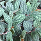Polynesian Ivy - Live Starter Plants in 2 Inch Pots - Pellionia Pulchra - Rare Indoor Air Purifying Houseplant Vine