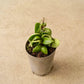Hoya - Live Plant in a 2 Inch Pot - Indoor Houseplants Straight from The Nursery