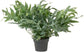 Blue Star Fern - Live Plants in 6 inch Pots - Phlebodium Aureum - Rare and Exotic Ferns from Florida