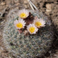 Ball Cactus - Live Plants in 4 Inch Pots - Parodia Magnifica - Beautiful and Unique Cactus Succulent