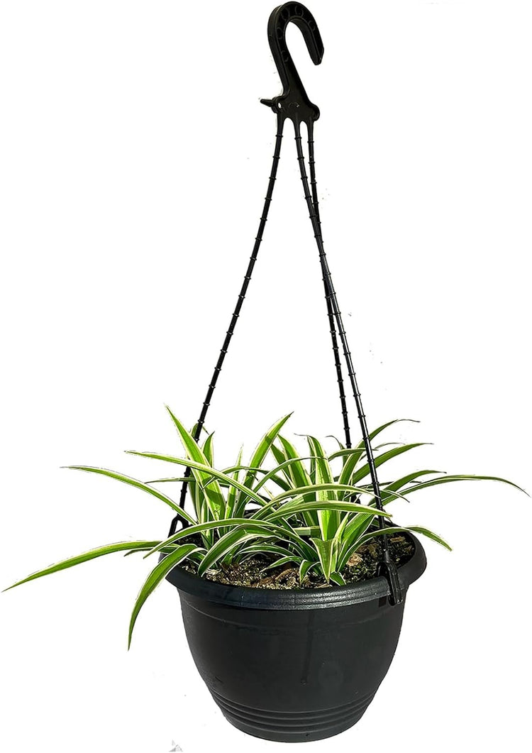 hanging basket for spider plant Enchanting Spider Plant Hanging Basket