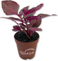 Royal Red and Purple Variety Pack - 4 Live Starter Plants in 2 Inch Pots - Beautiful Rare Purple and Red Houseplants